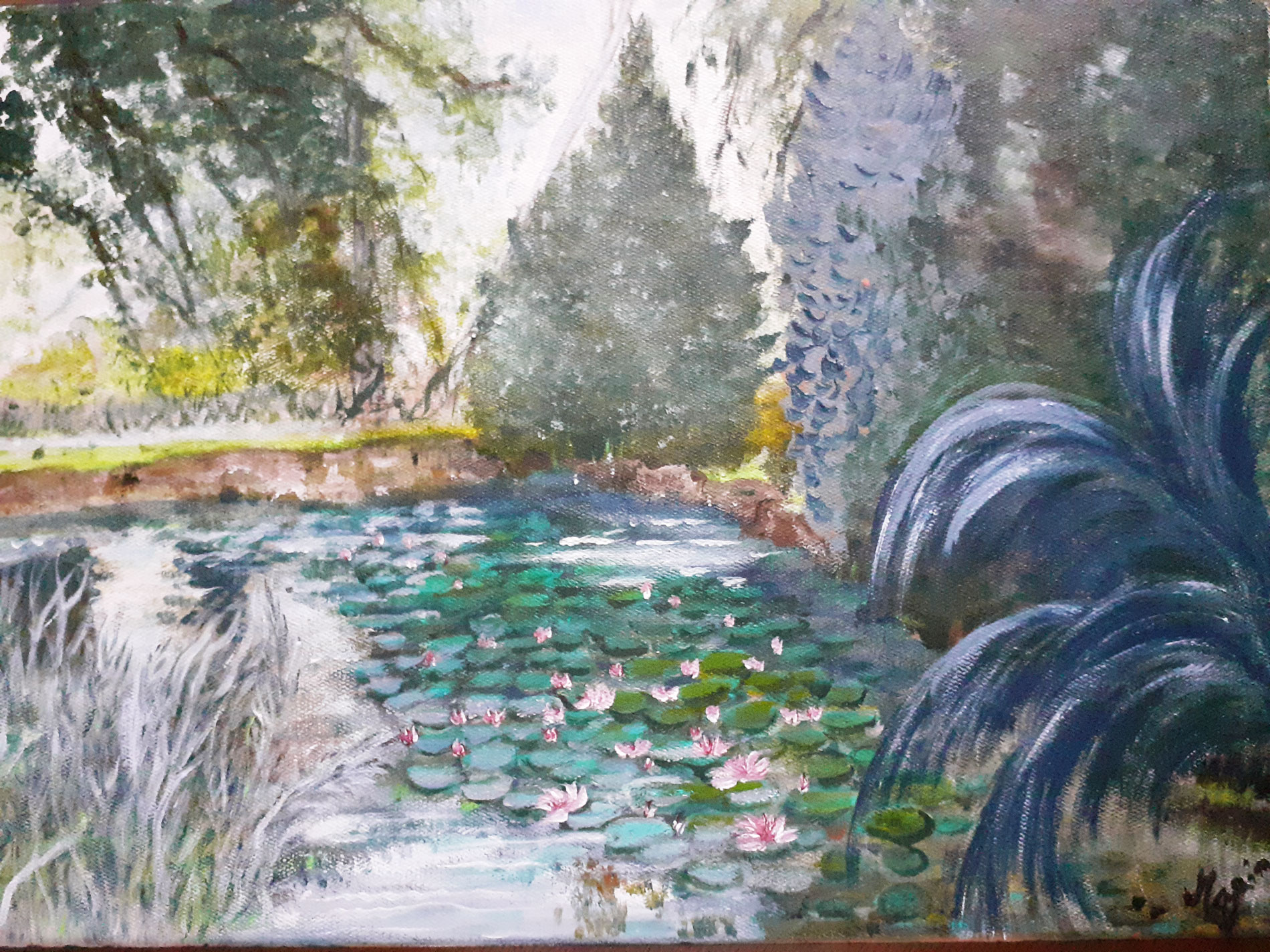 Floraison des nénuphars