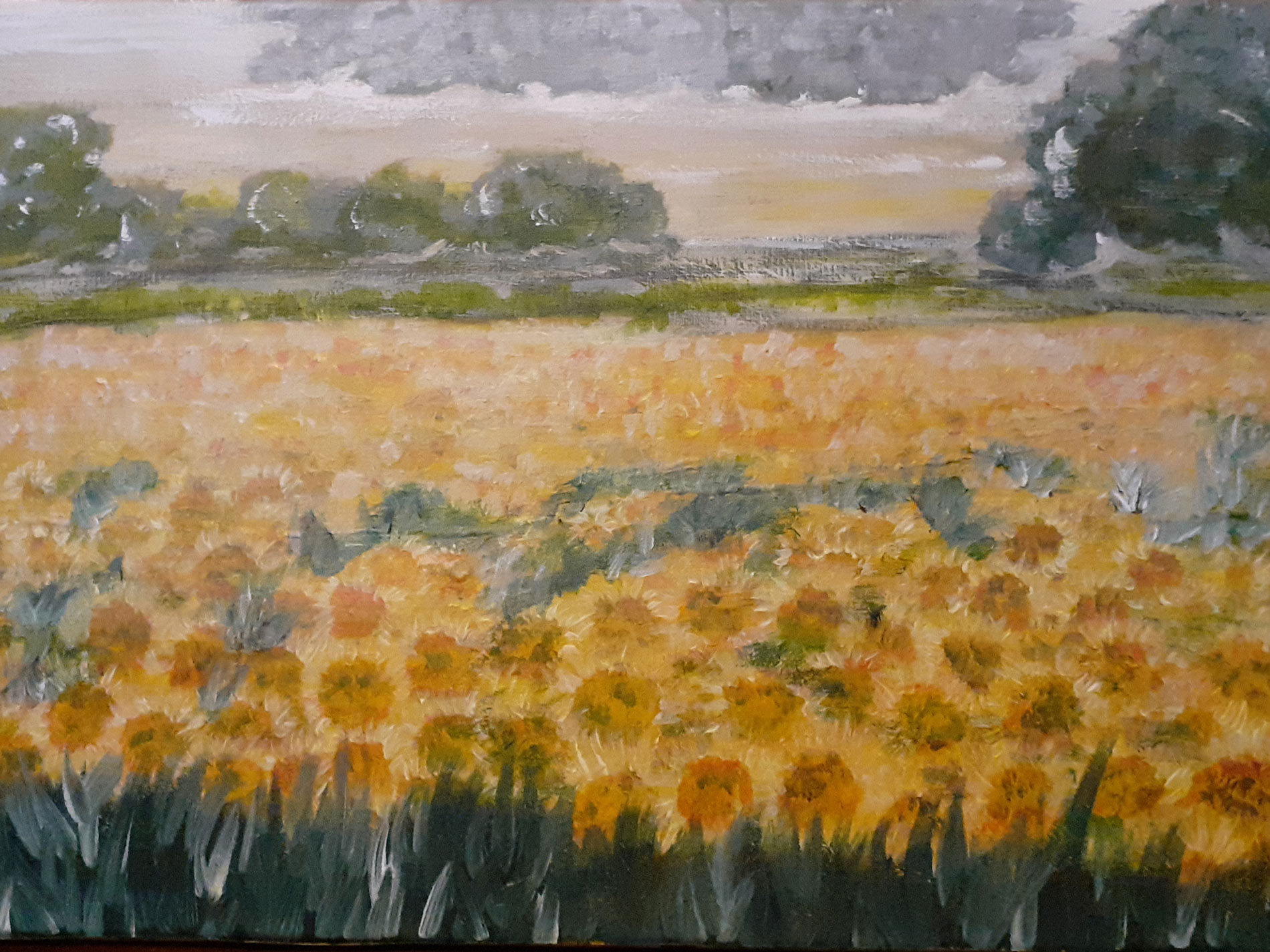 Champs de tournesols