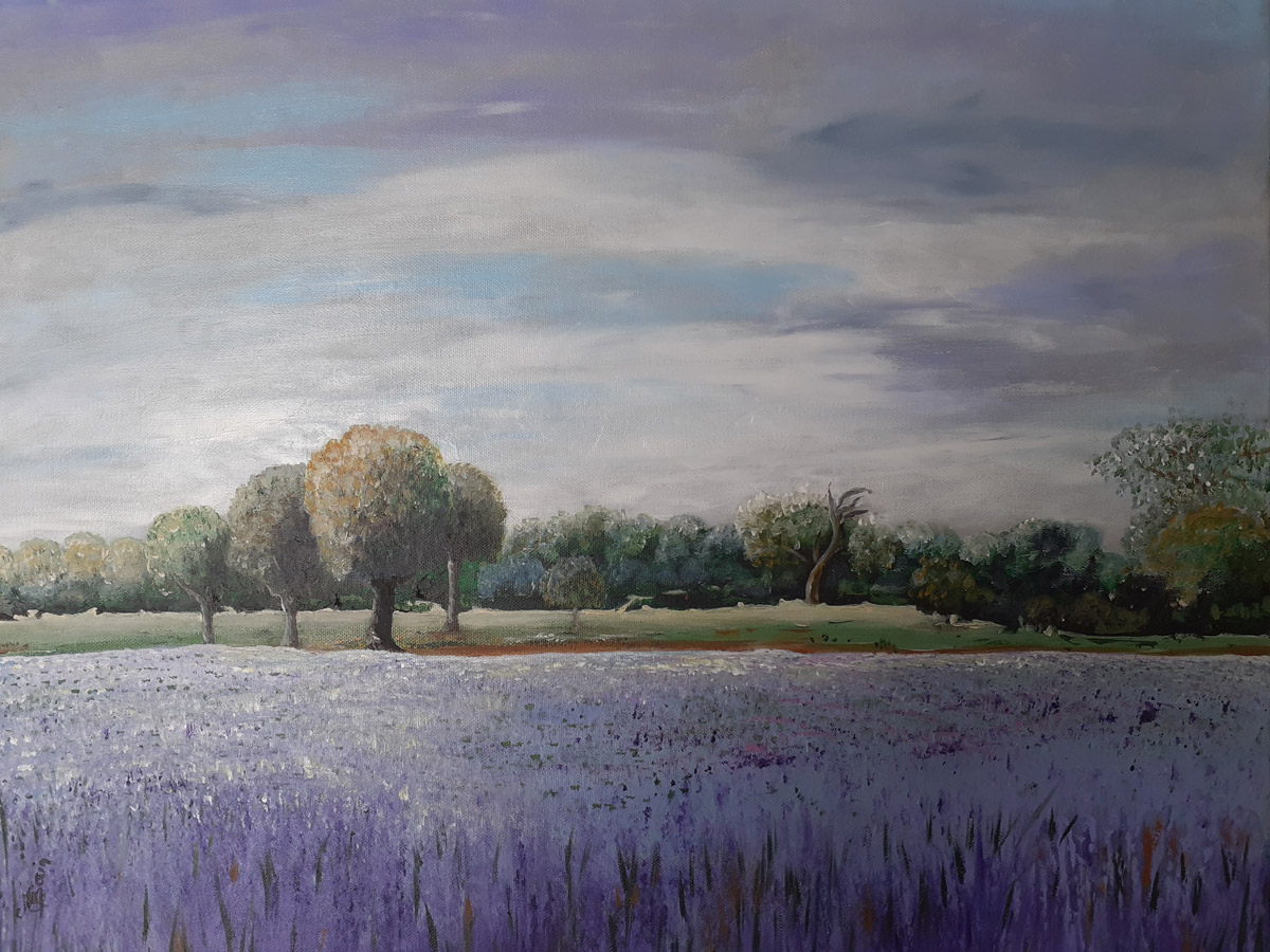 Champs de phacélies (plante mellifère)