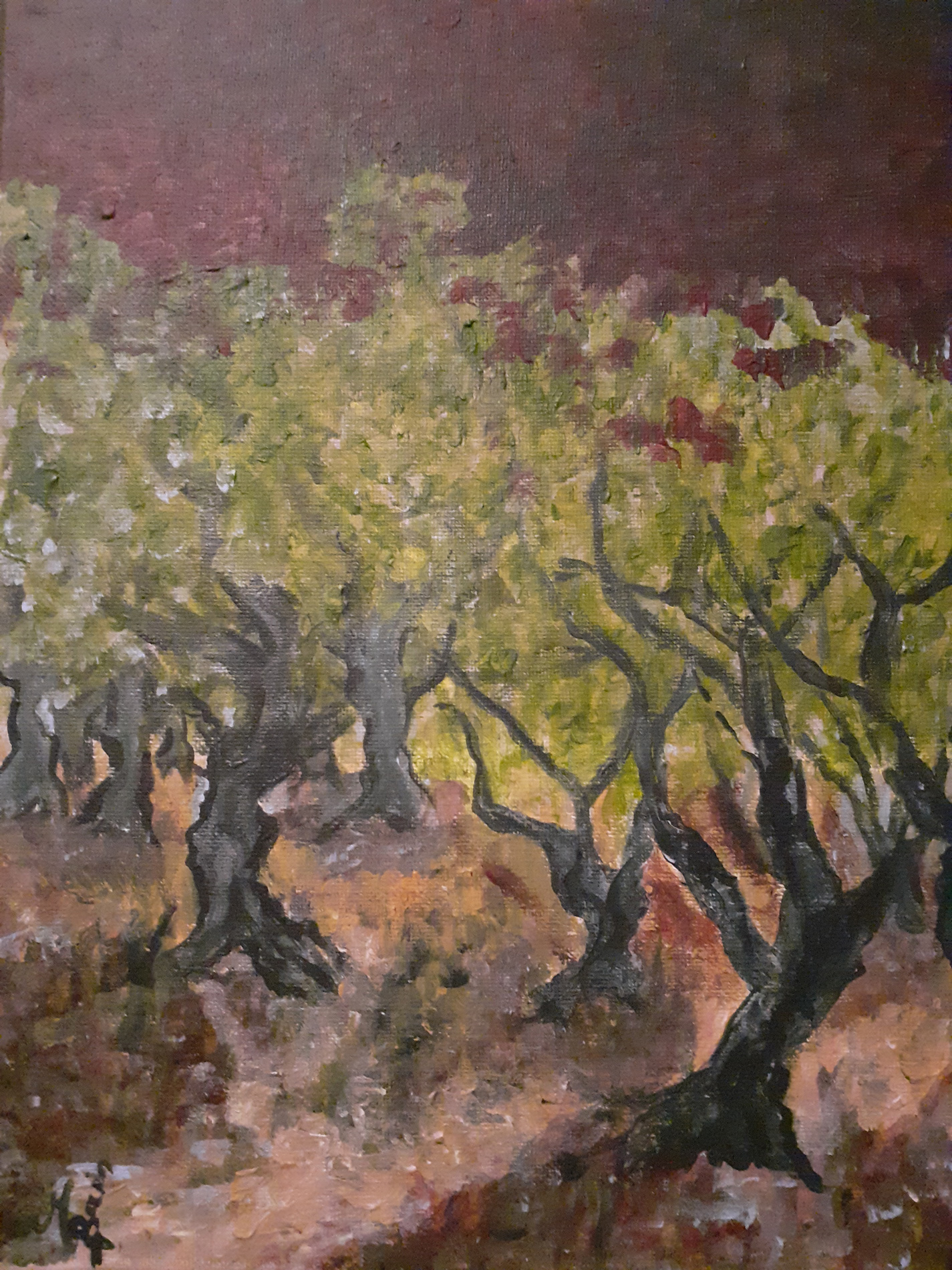 Nuit sur les oliviers