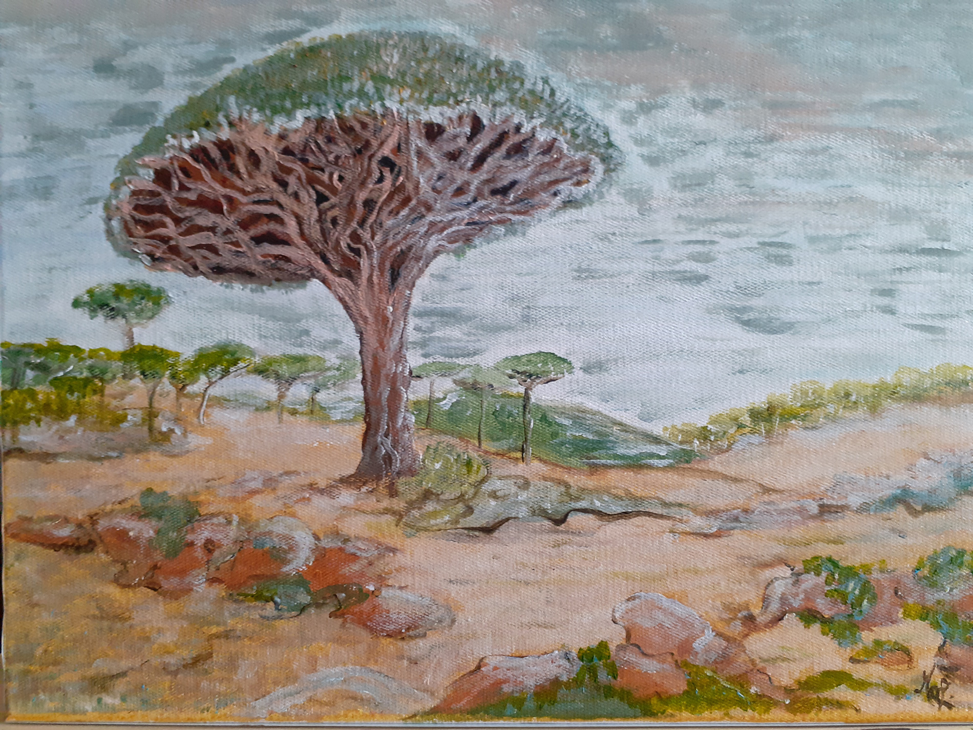 Dragonniers de Socotra - yémen