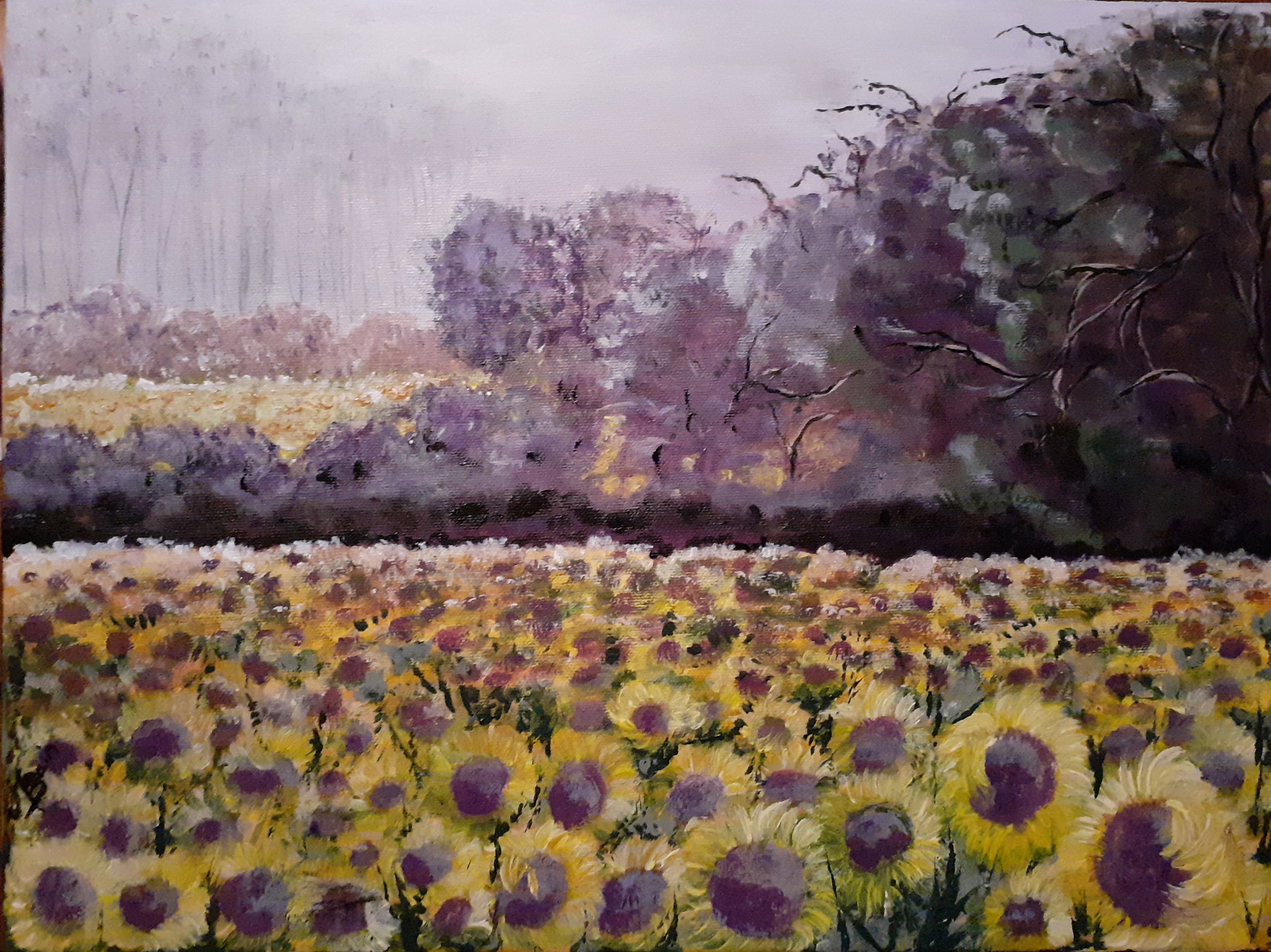 Paysage de l'Indre - Champs de tournesols